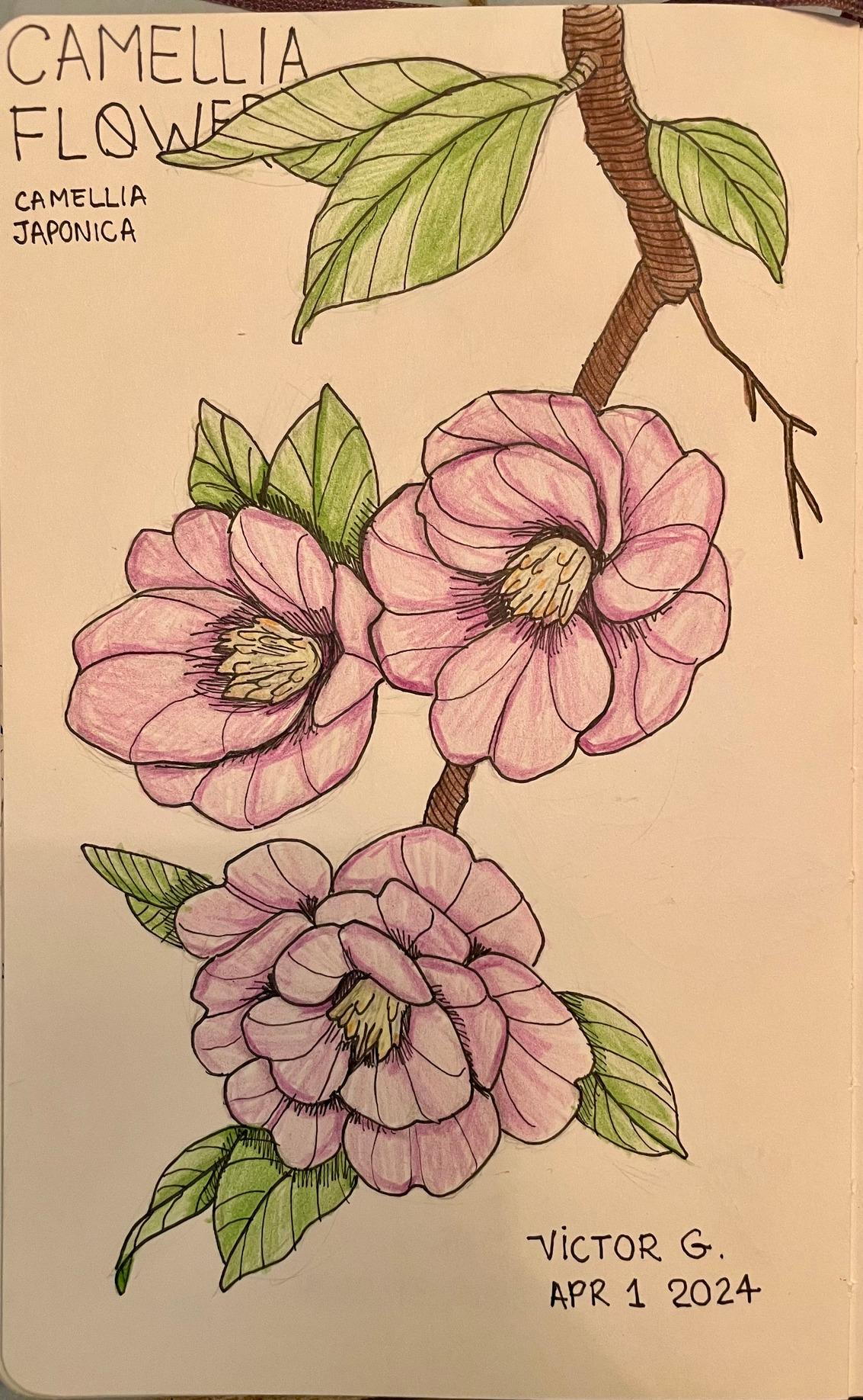 Camellia Study